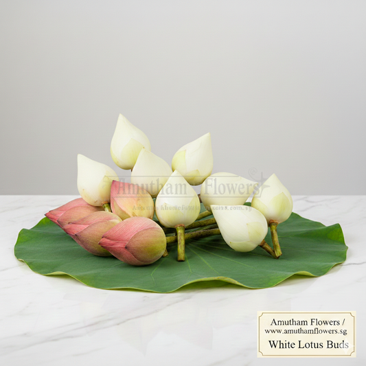 White Lotus Bud